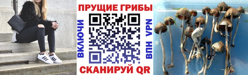 Галлюциногенные грибы Psilocybe  Уяр 